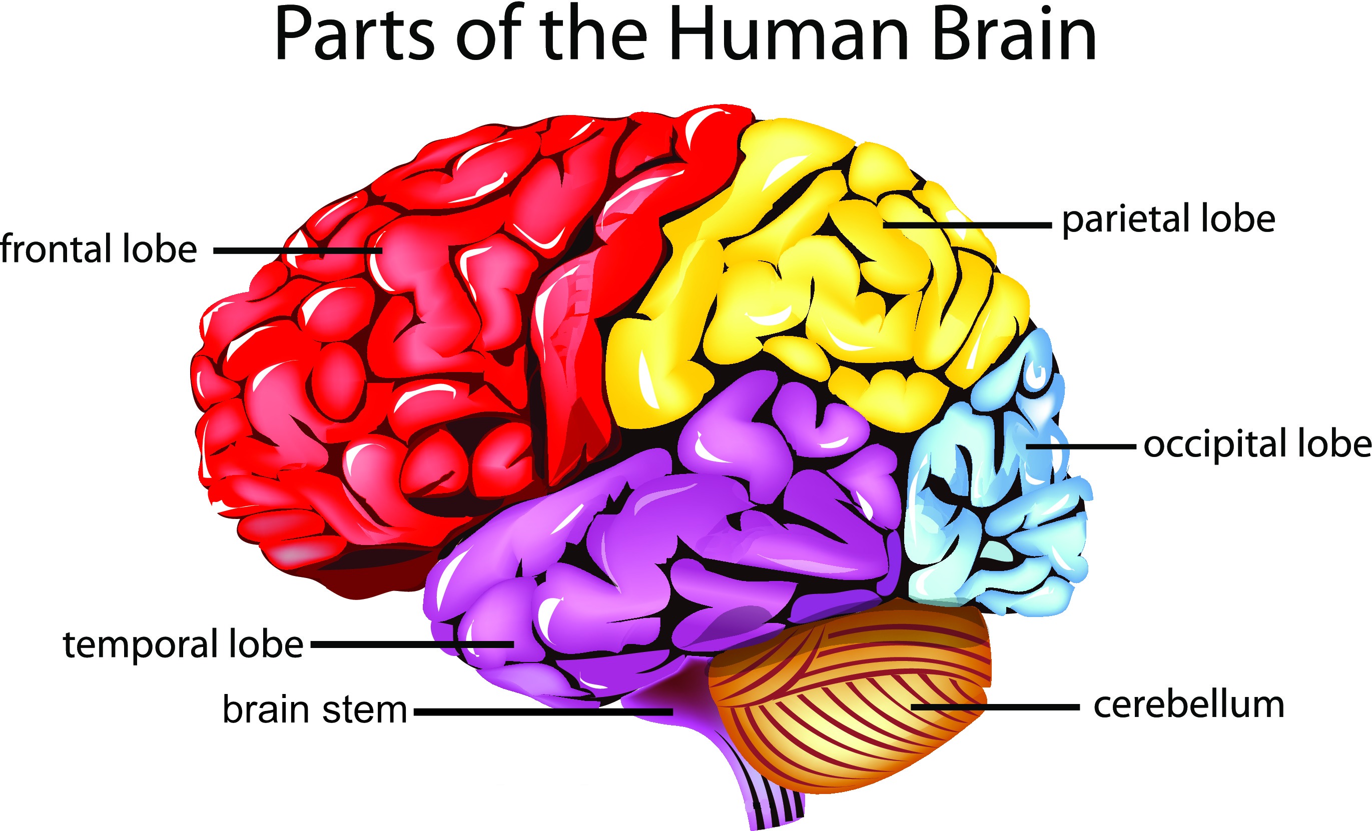 brain anatomy diagram quiz