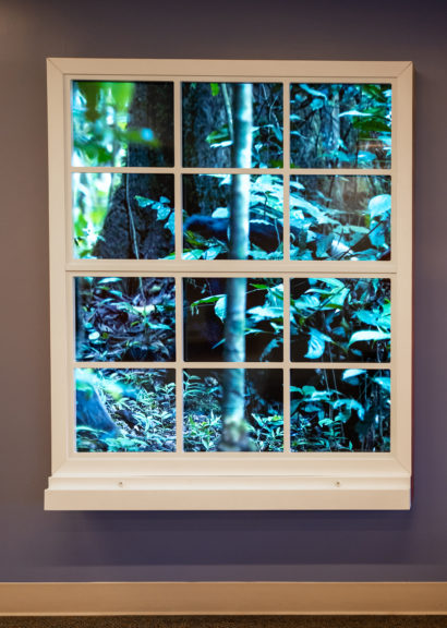 magic window peering into forest