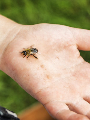 How to Avoid or Treat Bee Stings this Summer