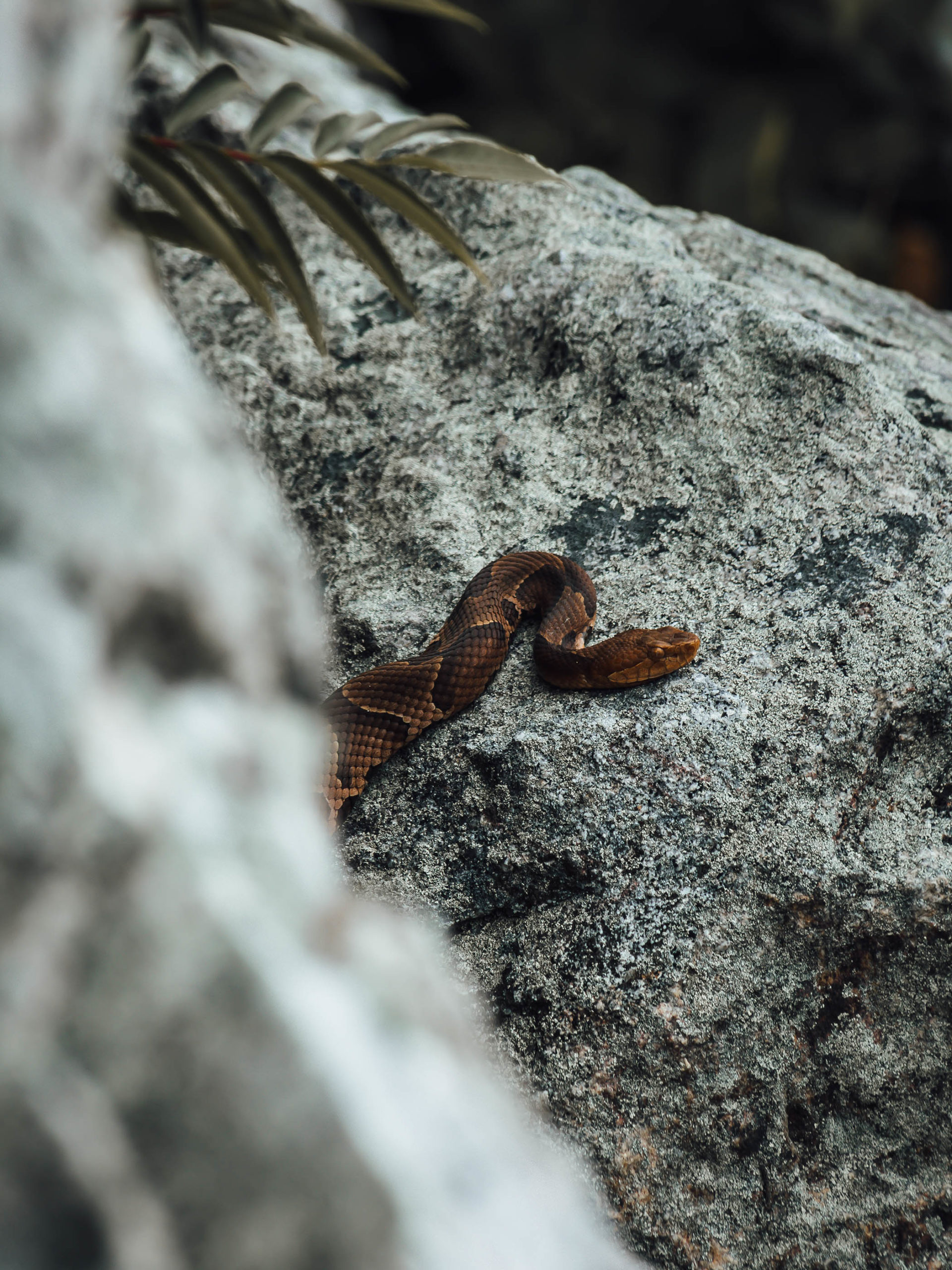 copperhead snake slithering along a rock