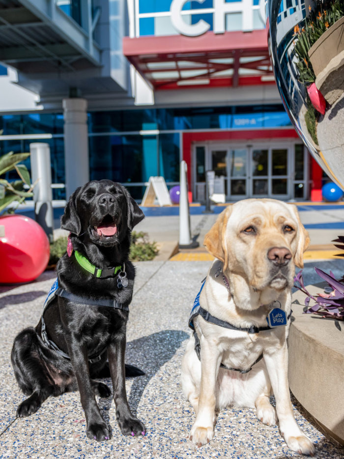 CHOC's resident therapy dogs Odessa (black) and Lois (blonde)