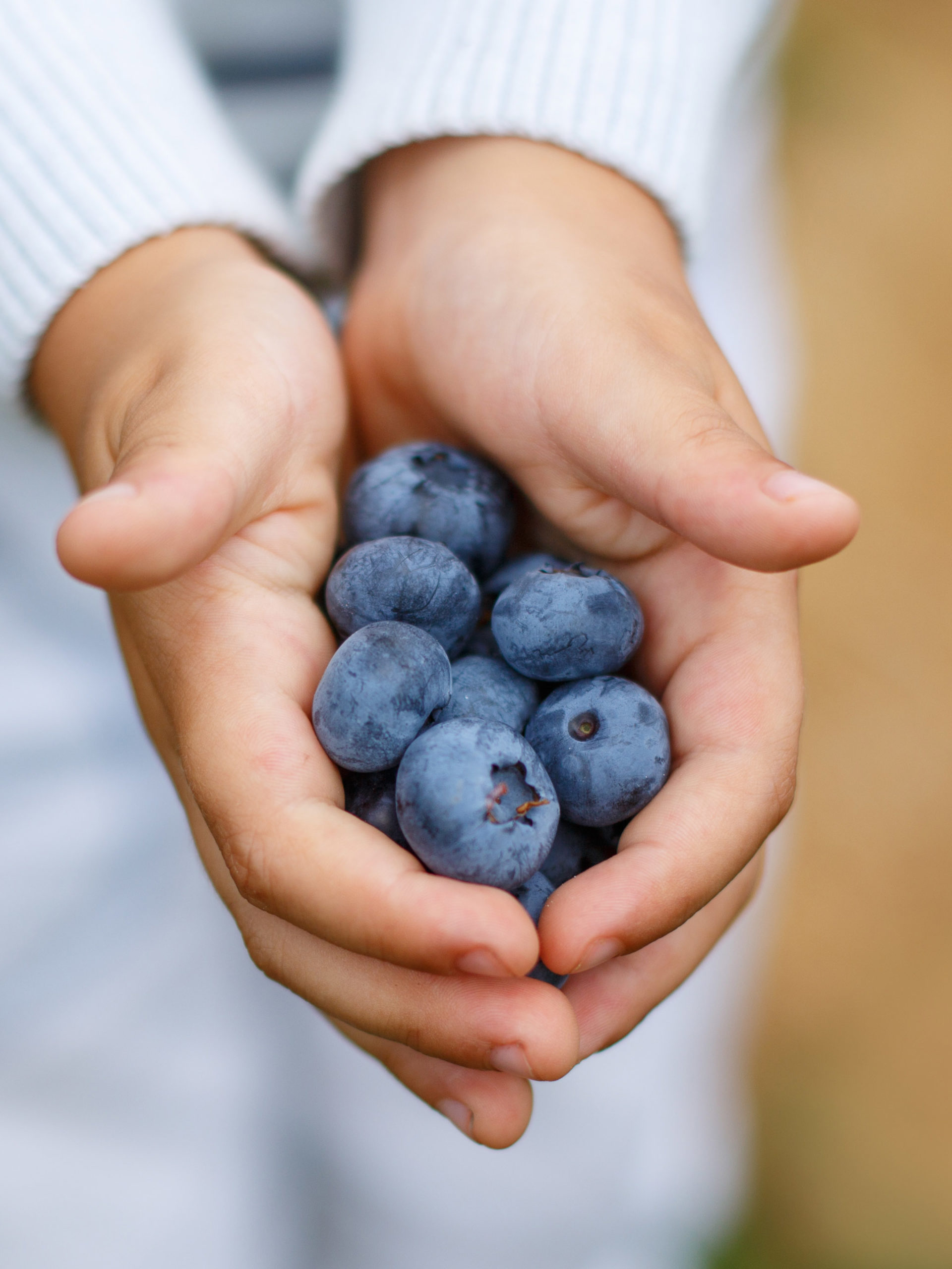 Hands of child holding ripe organic blueberries