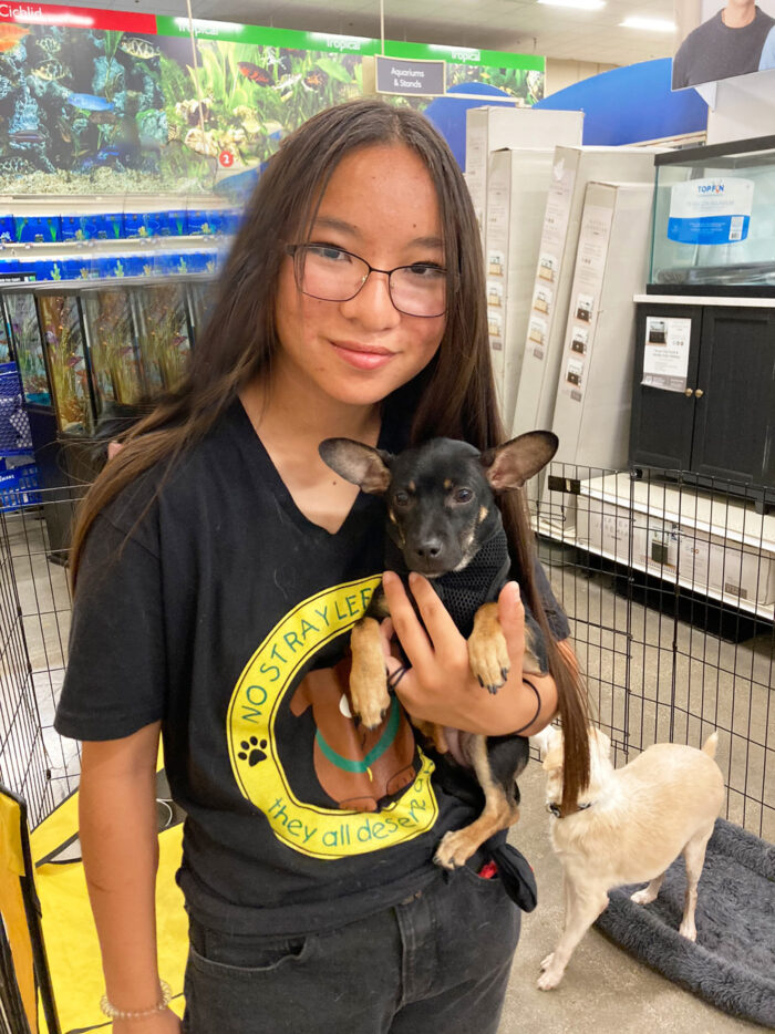 Sophie volunteers with dog shelter 