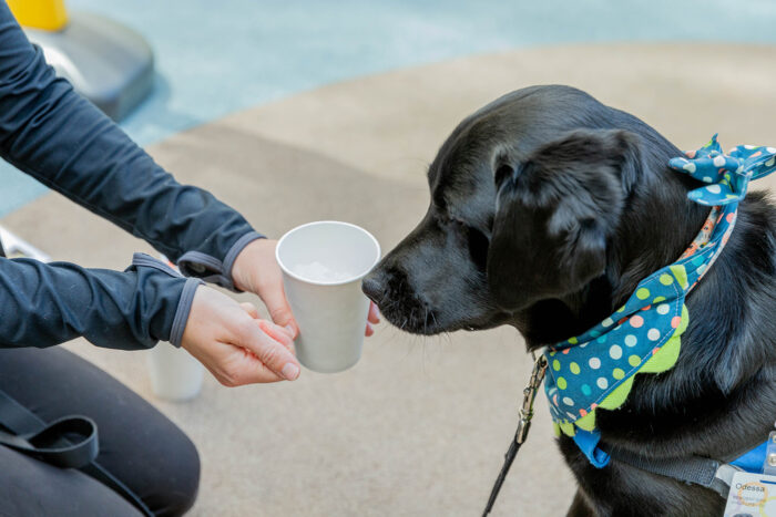 Black Labrador/Retriever Mix, Odessa, looks at a cup of ice that Janessa is holding