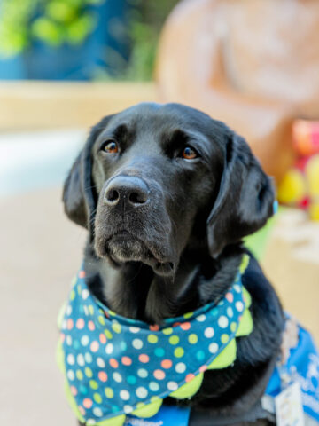 Black Labrador/Retriever Mix, Odessa, CHOC resident dog