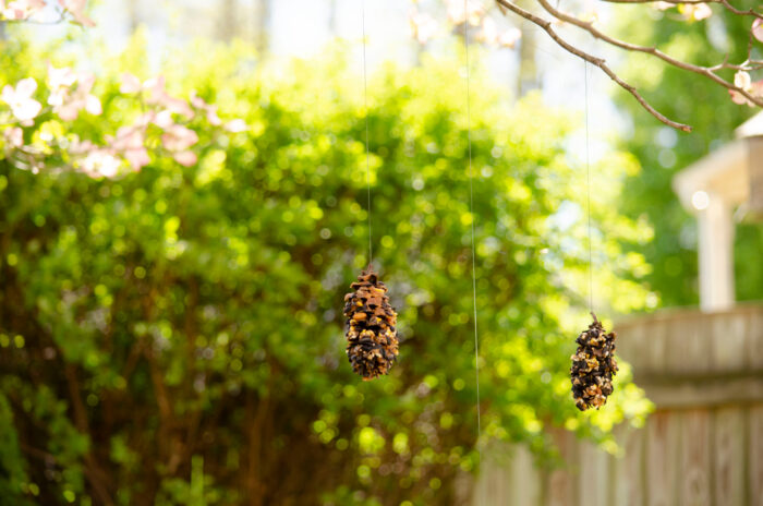 Pinecone bird feeders