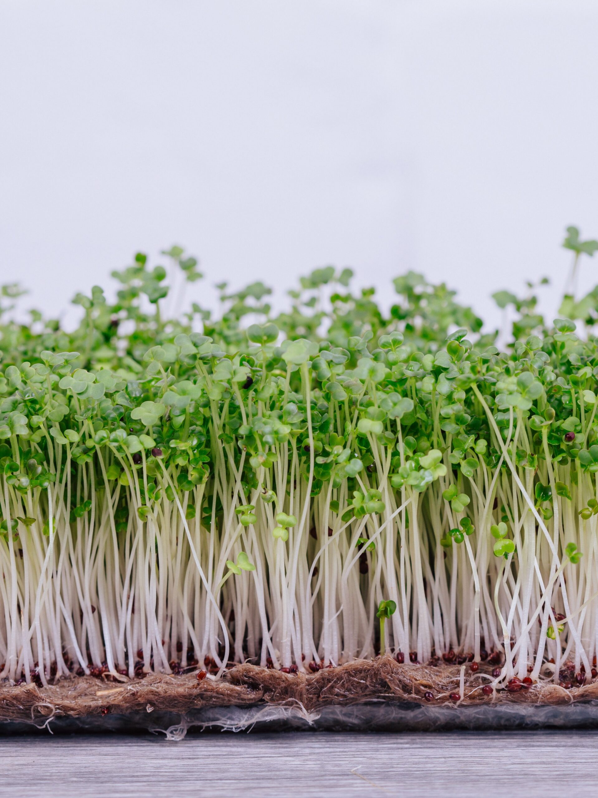 From seeds to super: Growing your own sprouts and using them in meals 