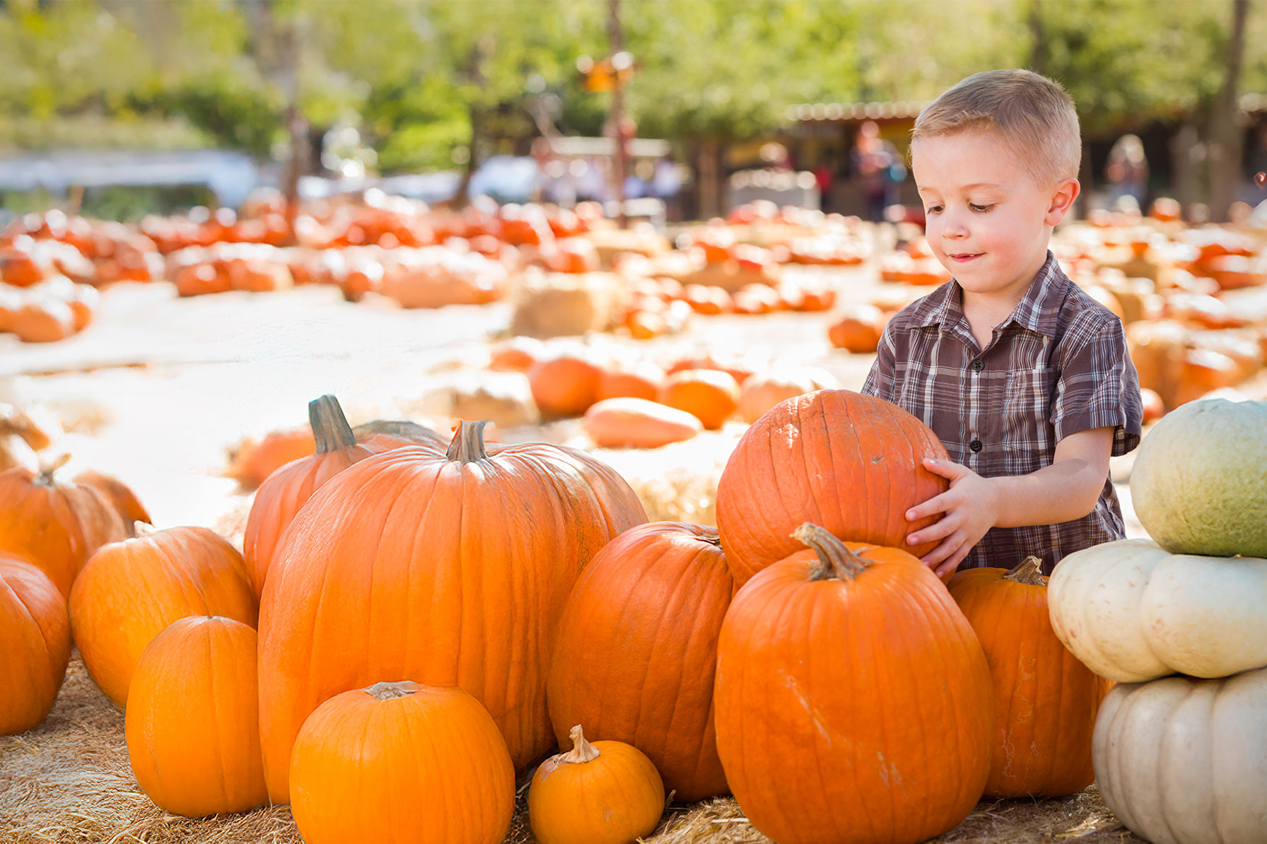 Young Cute Boy Having Fun at the Pumpkin Patch 
on a Sunny Fall Day.